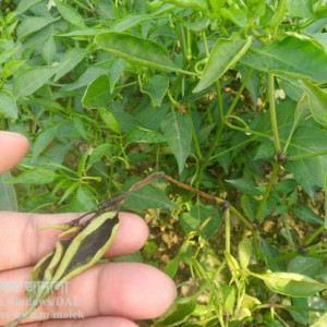 মরিচের কোনিফেরা ব্লাইট রোগ