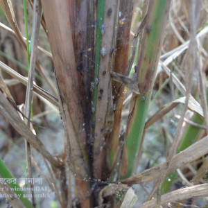 ধানের বাদামী গাছফড়িং