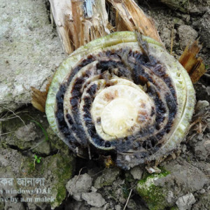 কলার পানামা রোগ