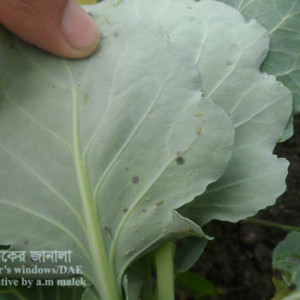বাঁধাকপির জাব পোকা
