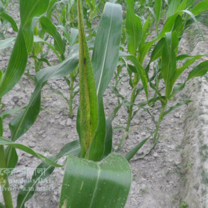 ভুট্টার জাবপোকা বা এফিড