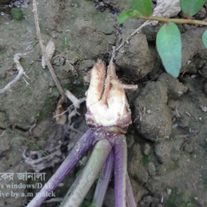শালগমের গোড়া পচা রোগ