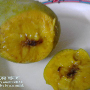আমের বোটা পঁচা রোগ