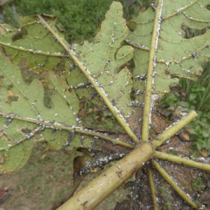 পেপের মিলিবাগ বা ছাতরা পোকা