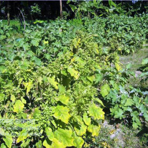 বেগুনের ক্ষুদে পাতা রোগ